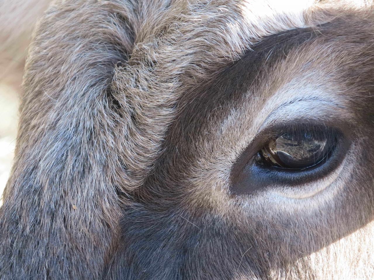 beauté de vache
