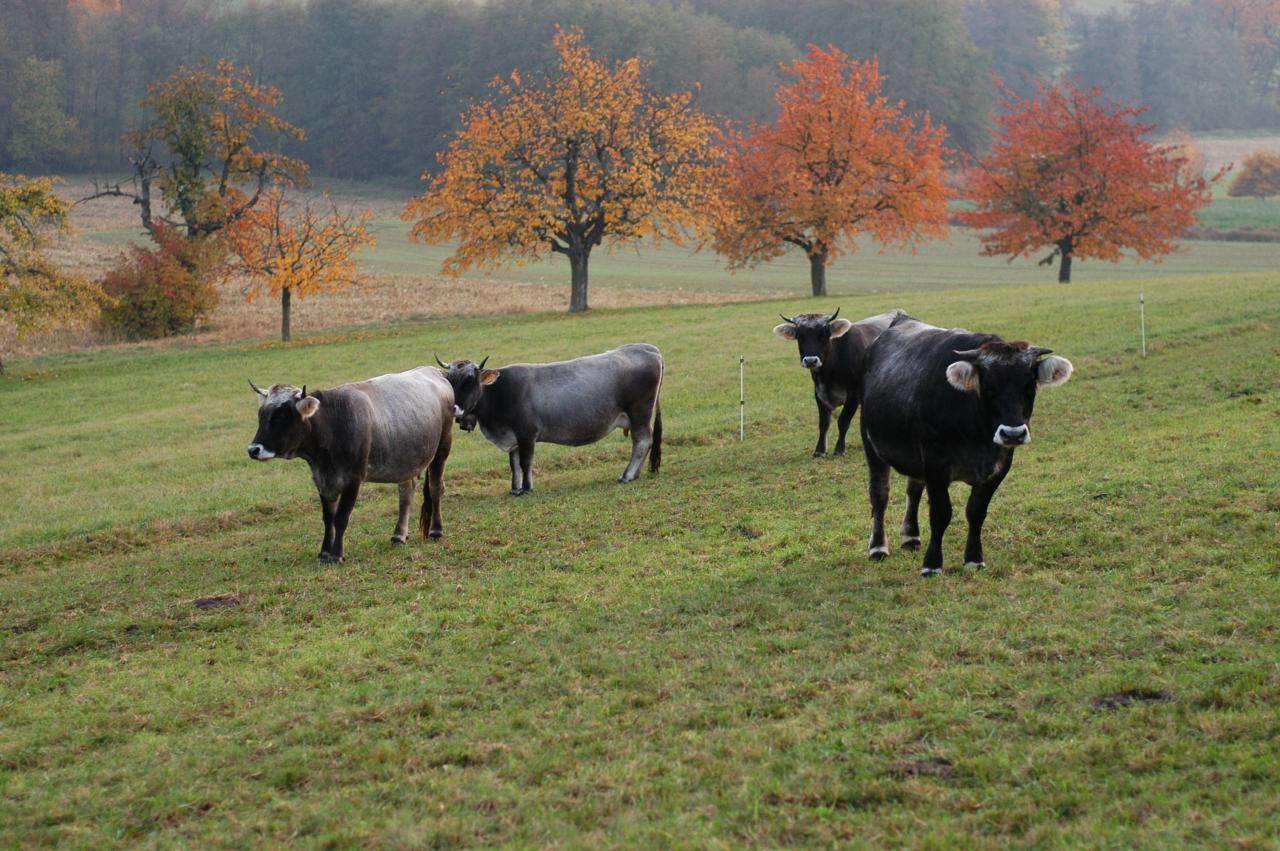 troupeau en automne