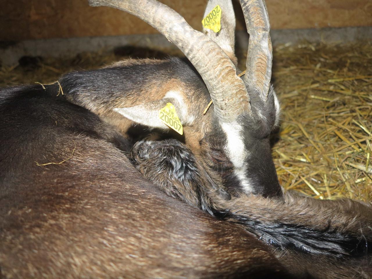 Hamamélis et son petit