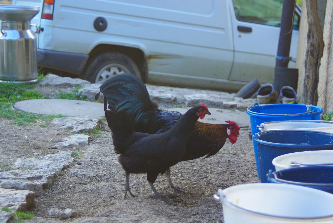poule et coq alsaciens