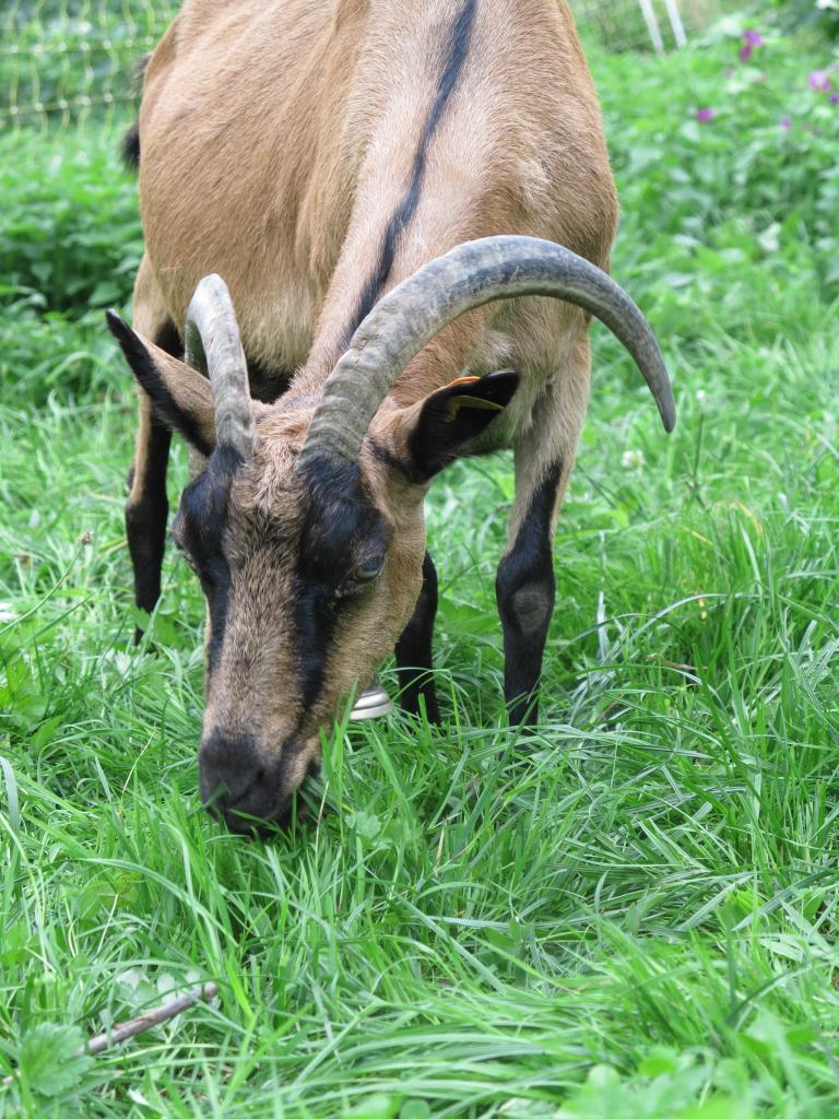 je savoure l'herbe...