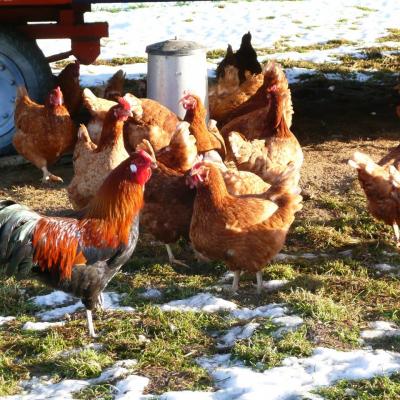 Poules