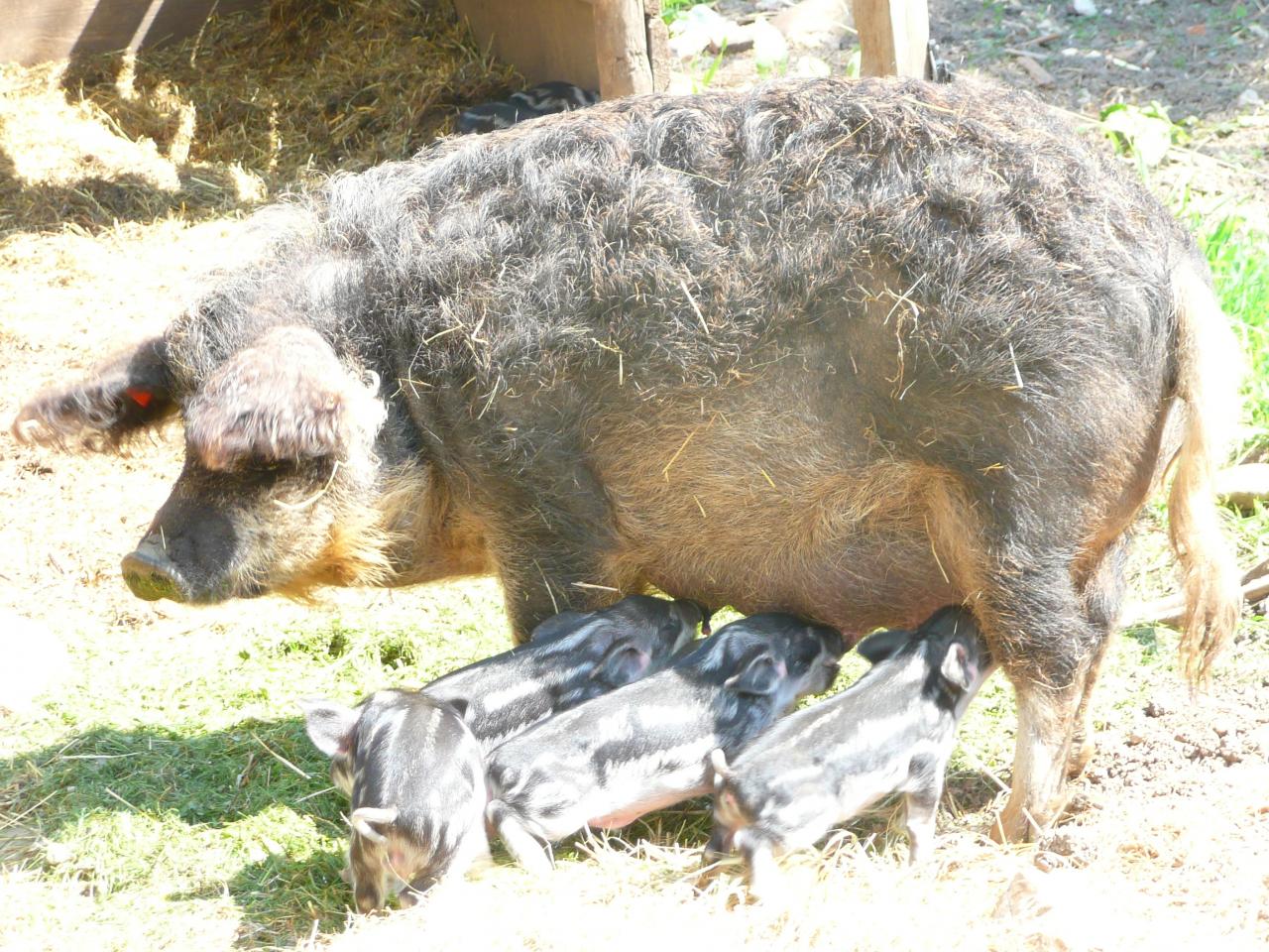 Maman avec ses petits
