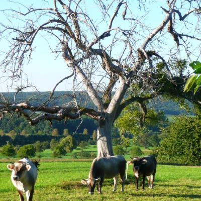 Vaches