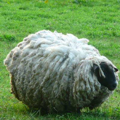 Moutons