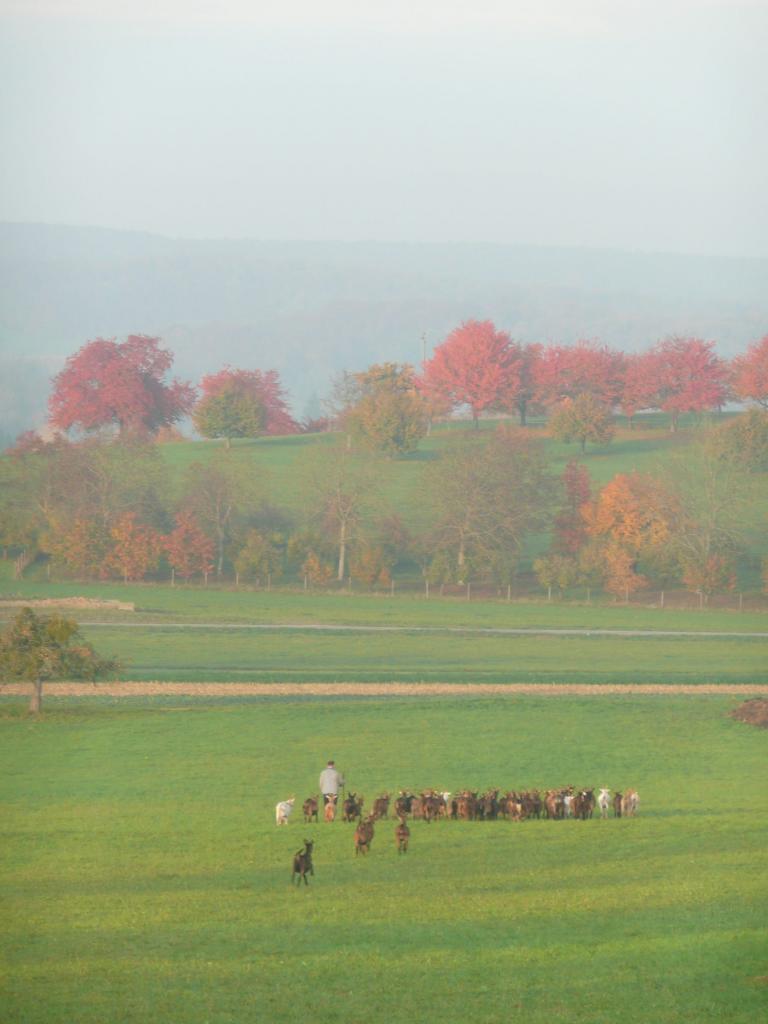promenade aux flamboiements d'automne