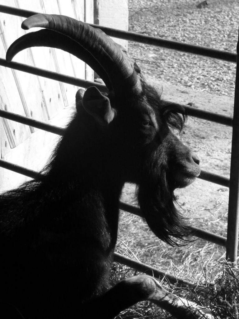magnifiscence du bouc