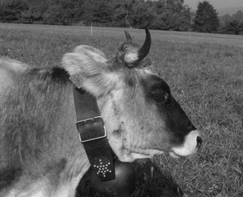 Vache noire et blanche en gros plan dans un pré verdoyant de la ferme du Geissberg à Biederthal, élevage en biodynamie dans le respect de la nature.