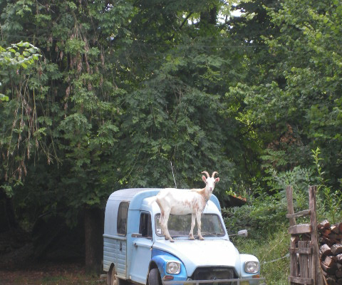 Chèvre debout sur un vieux van bleu dans un cadre rural boisé, à la ferme biodynamique du Geissberg à Biederthal.