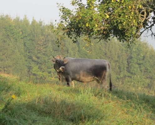 Vache brune broutant dans une prairie verdoyante de la ferme du Geissberg à Biederthal, avec une forêt en arrière-plan et un arbre fruitier en surplomb, élevage en biodynamie dans un cadre naturel préservé.