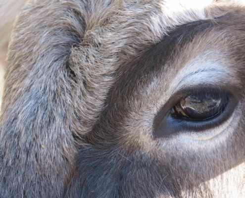 Gros plan haute définition sur l'œil et le pelage d'une vache de la ferme du Geissberg à Biederthal, élevée en biodynamie dans le respect de la nature.
