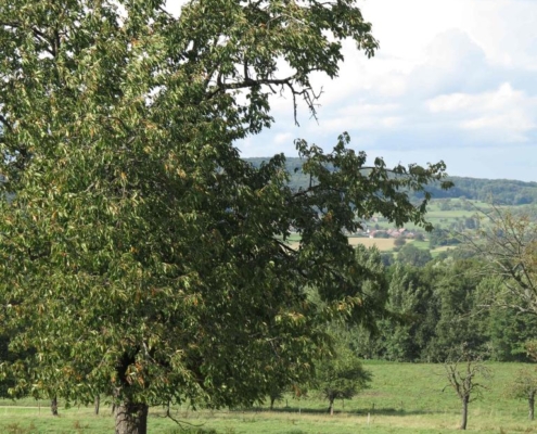 Chèvres broutant dans un pré verdoyant sous un grand arbre, avec des collines en arrière-plan, à la ferme du Geissberg à Biederthal, élevage en biodynamie et circuit court.