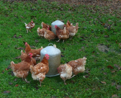 Poules rousses en liberté se nourrissant autour de mangeoires métalliques dans les prairies de la ferme du Geissberg à Biederthal, élevage en plein air en biodynamie et circuit court.