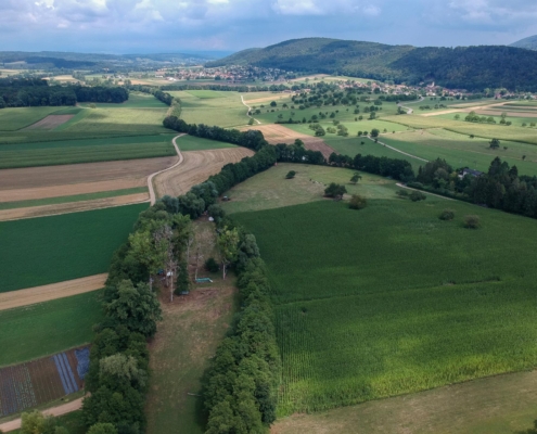 Champs agricoles de la ferme du Geissberg à Biederthal, cultivés en biodynamie, avec des collines en arrière-plan, illustrant l'engagement pour le respect de la nature et les circuits courts.