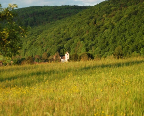 Prairie verdoyante avec vue sur le clocher d'un village et une colline boisée, paysage naturel préservé autour de la ferme biodynamique du Geissberg à Biederthal.