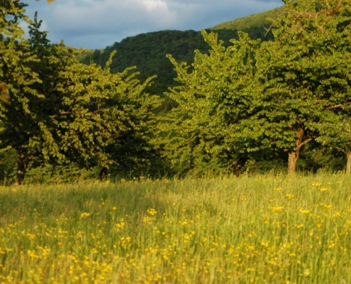 Prairie ensoleillée avec fleurs sauvages jaunes et arbres feuillus devant un coteau boisé, ferme du Geissberg à Biederthal, agriculture biodynamique en circuit court.