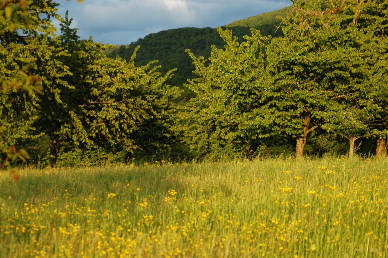 Prairie ensoleillée avec fleurs sauvages jaunes et arbres feuillus devant un coteau boisé, ferme du Geissberg à Biederthal, agriculture biodynamique en circuit court.