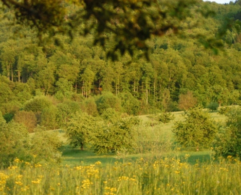 Prairie ensoleillée aux fleurs sauvages avec collines boisées en arrière-plan, à la ferme biodynamique du Geissberg à Biederthal, cultivée en circuit court dans le respect de la nature.