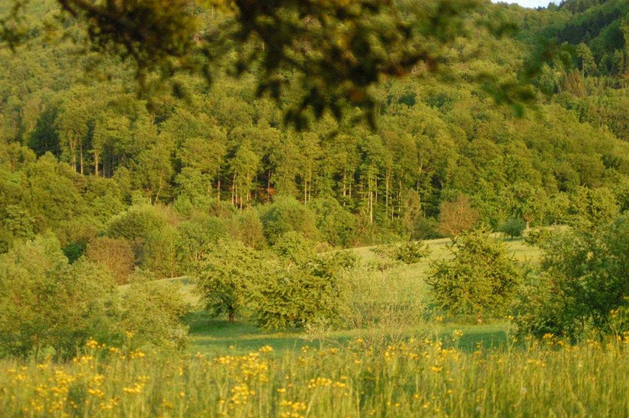 Prairie ensoleillée aux fleurs sauvages avec collines boisées en arrière-plan, à la ferme biodynamique du Geissberg à Biederthal, cultivée en circuit court dans le respect de la nature.
