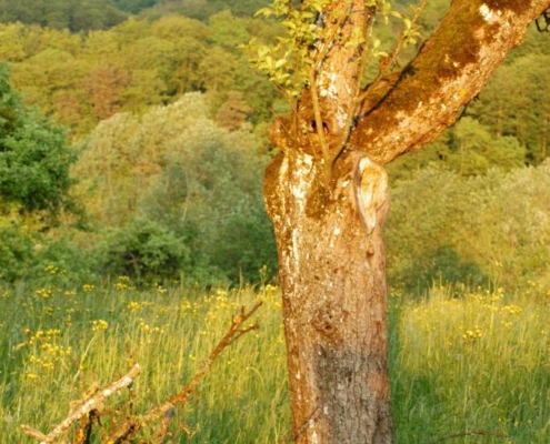 Tronc d'arbre ensoleillé dans une prairie verdoyante de la ferme du Geissberg à Biederthal, avec des collines boisées en arrière-plan, dans un environnement naturel cultivé en biodynamie.