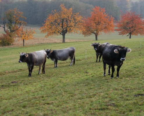 Troupeau de vaches paissant dans un pré verdoyant, arbres aux couleurs d'automne en arrière-plan, élevage biodynamique de la ferme du Geissberg à Biederthal.