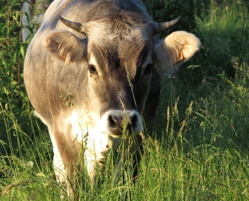 Vache en gros plan dans les hautes herbes verdoyantes de la ferme biodynamique du Geissberg à Biederthal, élevage en plein air respectueux de la nature et du bien-être animal.