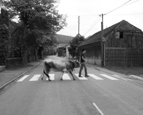 Une personne guide une vache sur un passage piéton d'une rue de village, entourée d'arbres et de bâtiments anciens — Ferme du Geissberg à Biederthal, élevage en biodynamie et circuit court.