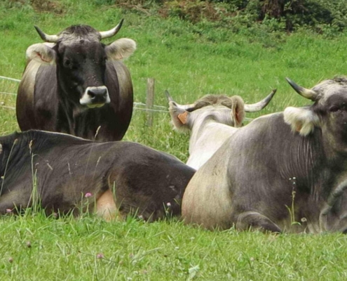 Vaches au repos dans un pâturage verdoyant de la ferme biodynamique du Geissberg à Biederthal, élevage en plein air respectueux de la nature et en circuit court.