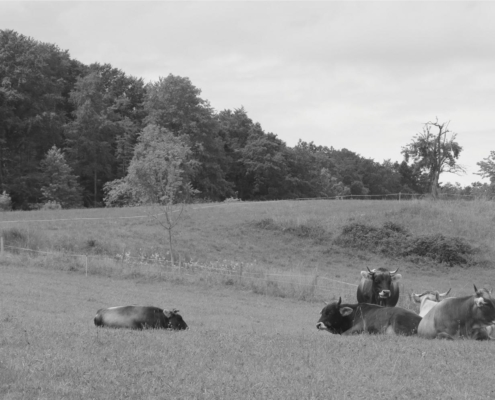 Troupeau de vaches au repos dans un pré verdoyant devant un coteau boisé, à la ferme du Geissberg à Biederthal – élevage en biodynamie et circuit court dans le respect de la nature.