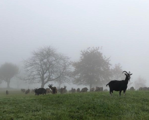Troupeau de chèvres de la ferme du Geissberg à Biederthal broutant dans un champ brumeux, avec des arbres en arrière-plan, élevées en biodynamie dans le respect de la nature.