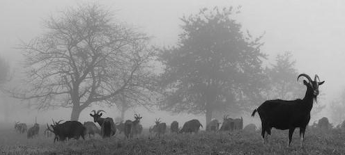 Troupeau de chèvres de la ferme du Geissberg à Biederthal dans un champ brumeux, avec des arbres en silhouette, élevage en biodynamie et circuit court dans le respect de la nature.