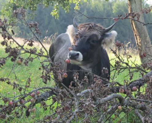Vache dans le verger herbeux de la ferme du Geissberg à Biederthal, avec des branches de pommiers tombées au premier plan, élevage biodynamique en circuit court.