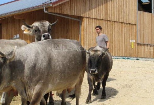 Troupeau de vaches et agriculteur devant un bâtiment agricole en bois à la ferme du Geissberg à Biederthal, élevage en biodynamie dans le respect de la nature.