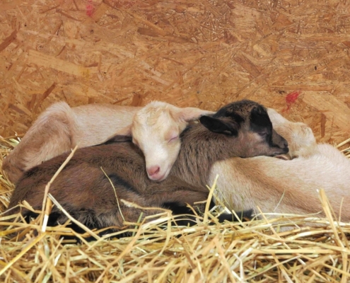 Trois chevreaux endormis sur de la paille dans une grange, à la ferme du Geissberg à Biederthal – élevage en biodynamie dans le respect du bien-être animal et de la nature.