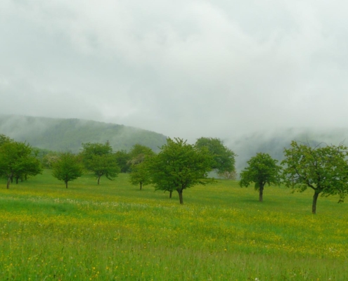 Prairie verdoyante avec arbres dispersés et collines brumeuses en arrière-plan, à proximité de la ferme biodynamique du Geissberg à Biederthal.