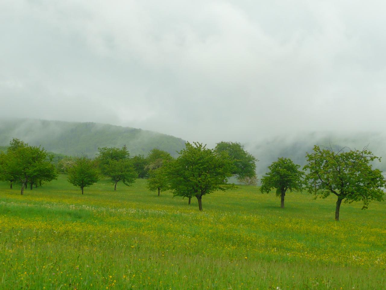 Prairies du Domaine du Geissberg