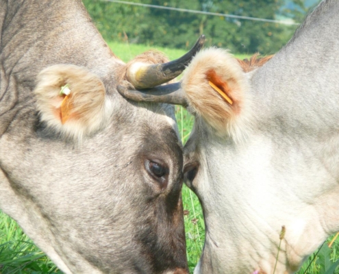 Deux vaches se touchant le museau dans un pré verdoyant, élevage bovin en plein air à la ferme du Geissberg à Biederthal, agriculture biodynamique et respect du bien-être animal.