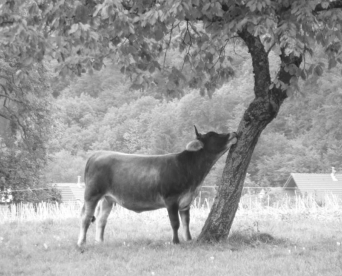 Vache de la ferme du Geissberg à Biederthal se reposant à l'ombre d'un arbre dans un pré, élevée en agriculture biodynamique dans le respect de la nature.