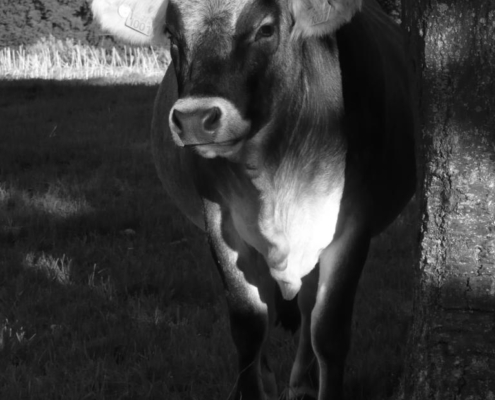 Vache en noir et blanc debout près d'un arbre dans un champ, élevage bovin en biodynamie à la ferme du Geissberg à Biederthal