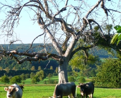 Troupeau de vaches qui paissent dans un pré verdoyant de la ferme du Geissberg à Biederthal, avec un grand arbre aux branches dénudées au premier plan et des collines vallonnées en arrière-plan. Élevage en plein air respectueux de la nature, pratiques biodynamiques.