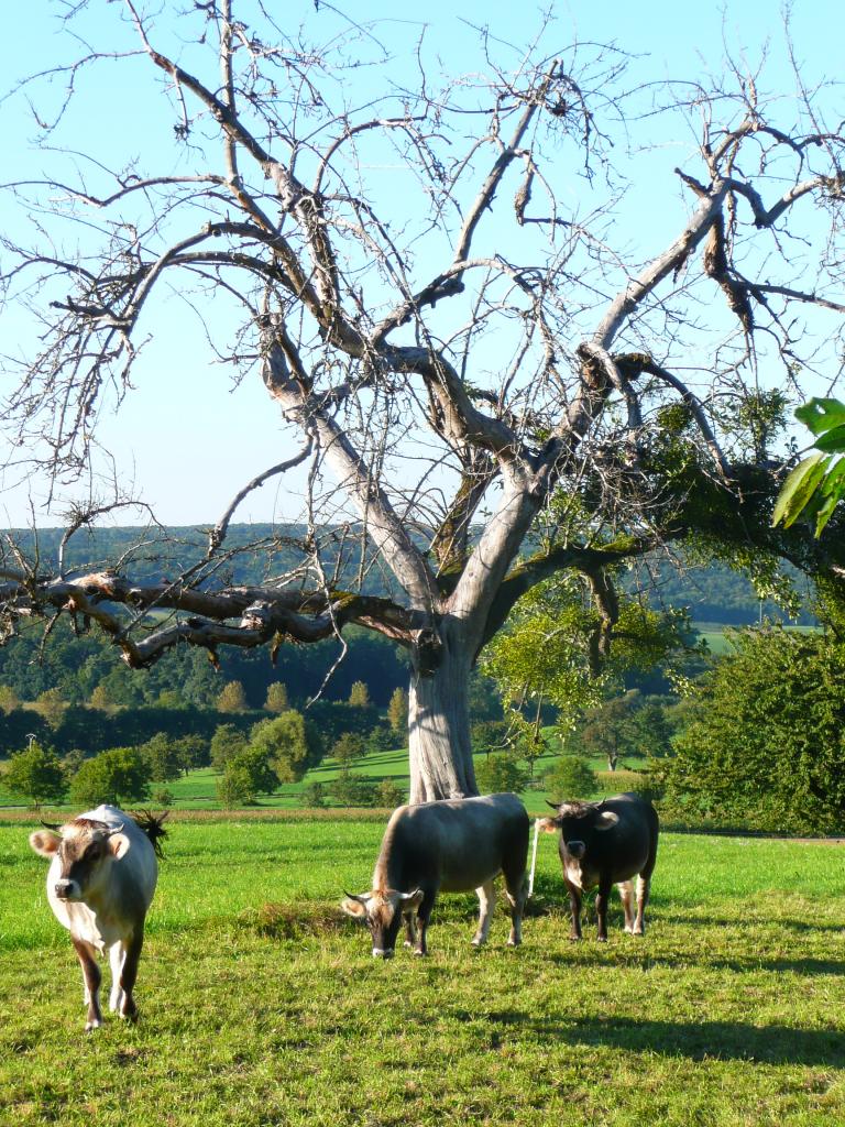 Vaches grises rhétiques au pâturage
