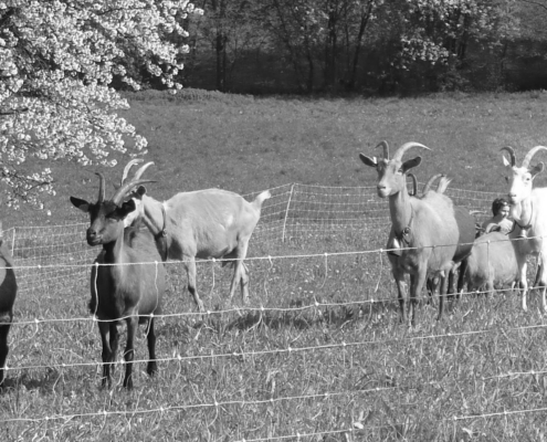 Troupeau de chèvres dans un pré clôturé à la ferme du Geissberg à Biederthal, élevage en biodynamie et circuit court, avec des arbres en arrière-plan.