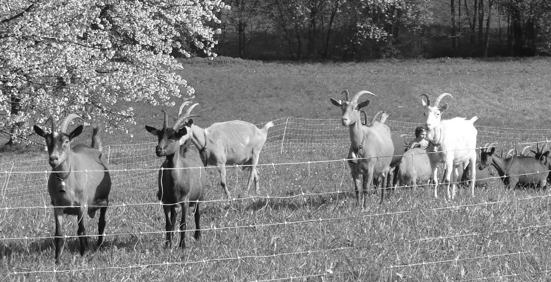 Troupeau de chèvres dans un pré clôturé à la ferme du Geissberg à Biederthal, élevage en biodynamie et circuit court, avec des arbres en arrière-plan.
