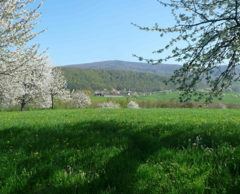 Prairie printanière en fleurs avec arbres fruitiers en fleurs, village de Biederthal et collines alsaciennes en arrière-plan sous un ciel bleu dégagé, ferme biodynamique du Geissberg en circuit court.