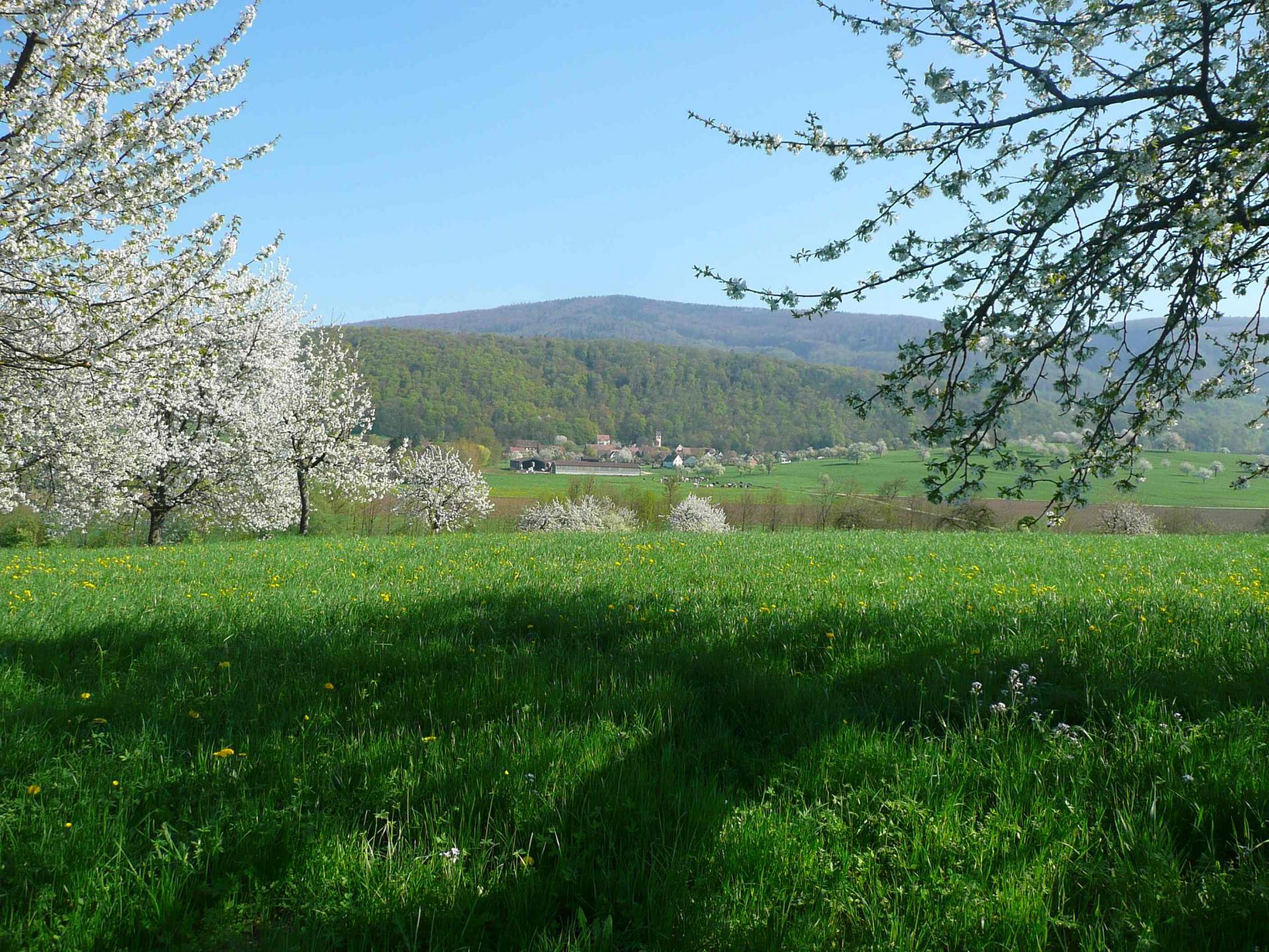 Prairie printanière en fleurs avec arbres fruitiers en fleurs, village de Biederthal et collines alsaciennes en arrière-plan sous un ciel bleu dégagé, ferme biodynamique du Geissberg en circuit court.