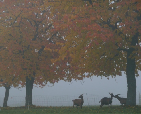 Chèvres se promenant dans un champ brumeux sous des arbres aux couleurs automnales, à la ferme biodynamique du Geissberg à Biederthal.