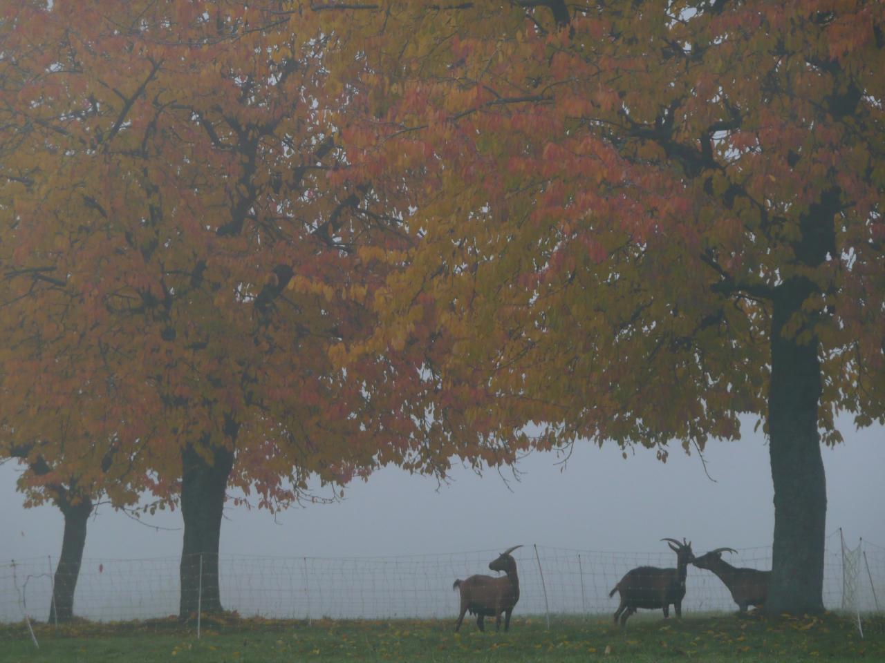 Chèvres sous les arbres en automne