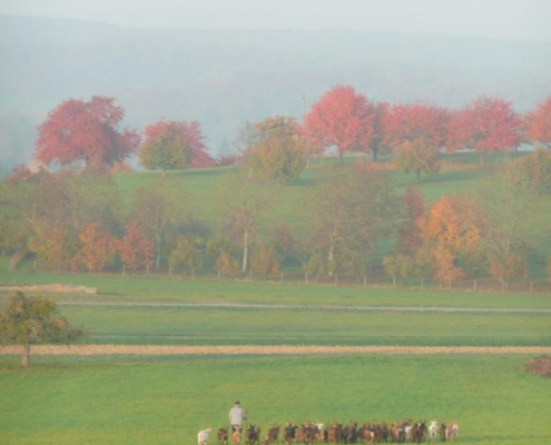 Troupeau de chèvres conduit par un berger dans un pâturage verdoyant de la ferme du Geissberg à Biederthal, avec des collines ondulantes et des arbres aux couleurs automnales en arrière-plan. Élevage en plein air respectueux de la nature, pratiqué en biodynamie et circuit court en Alsace.