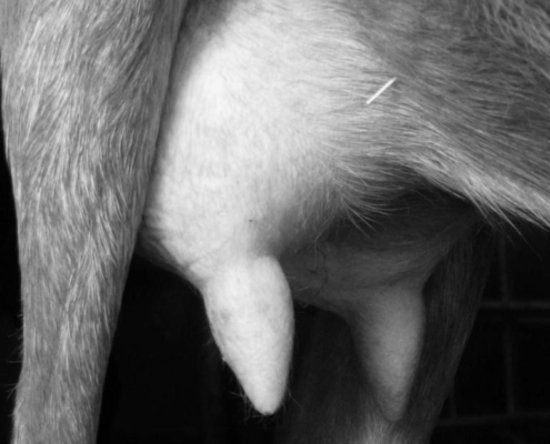 Pis et trayons d'une vache en gros plan, ferme biodynamique du Geissberg à Biederthal, élevage en circuit court respectueux de la nature.