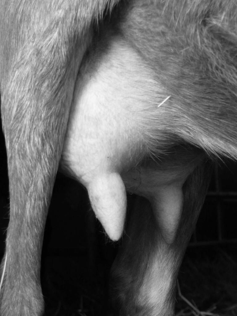 Traite des chèvres à la ferme du Geissberg